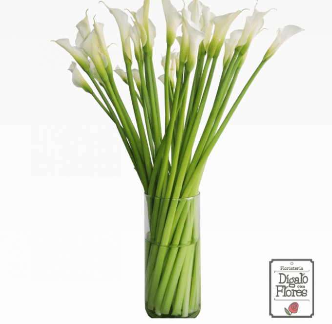 Cartuchos blancos | Dígalo con flores, floristería en Bogotá